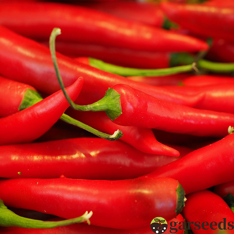 Graines de Piment