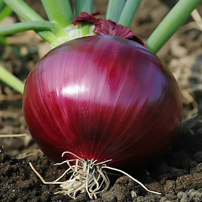 Graines d’Oignon Rouge