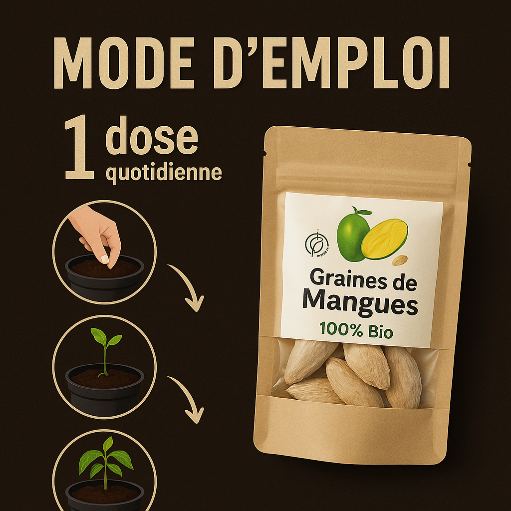 Graines de Mangue