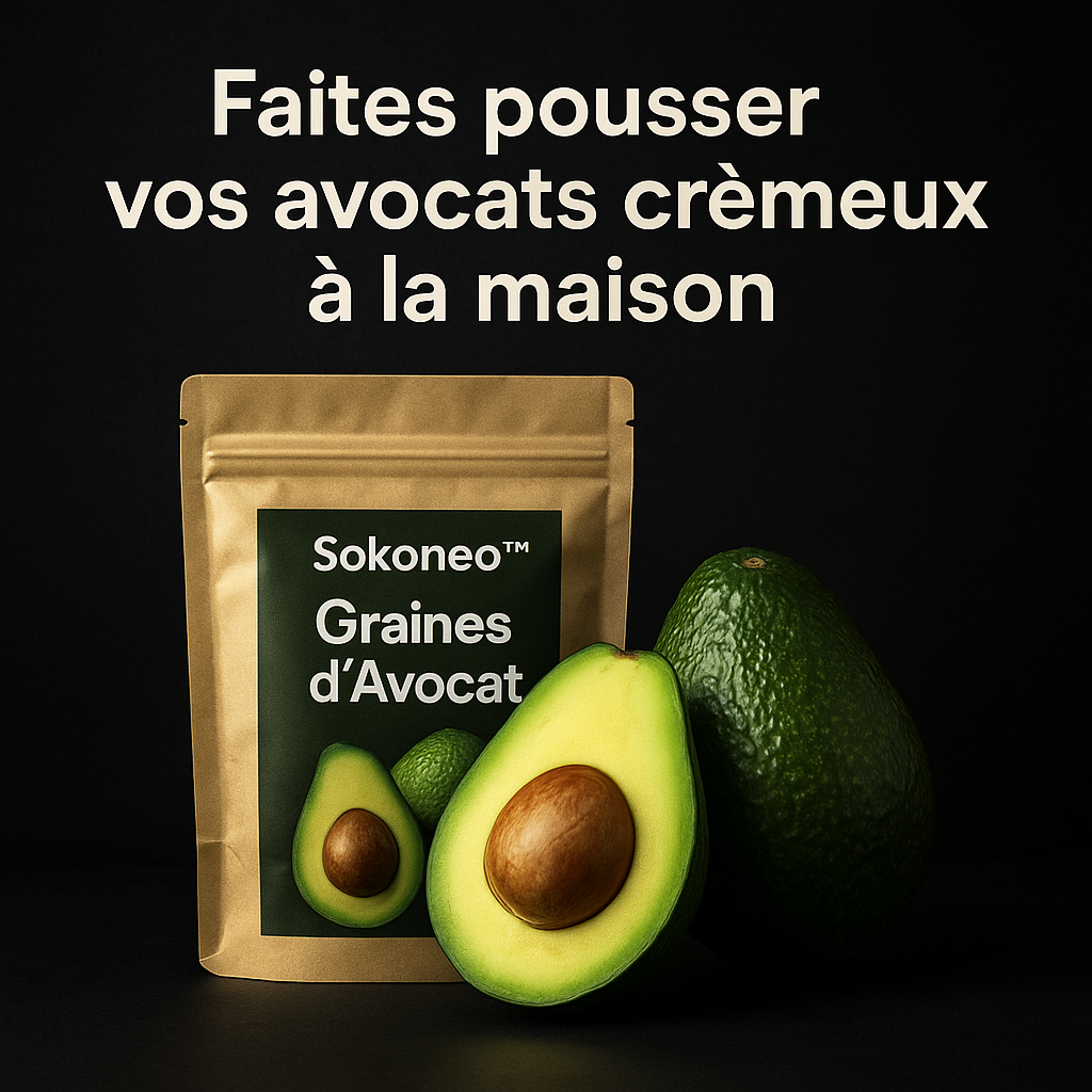 Graines d’Avocat