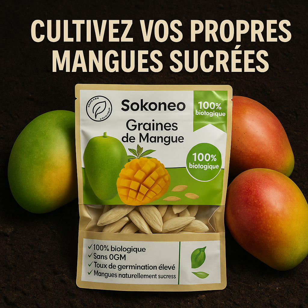 Graines de Mangue