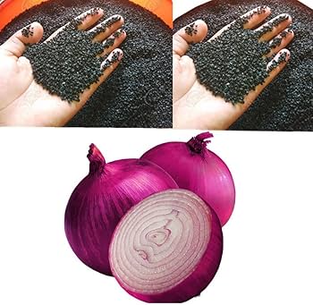 Graines d’Oignon Rouge