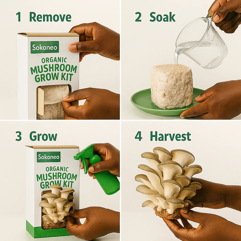 Graines de Champignons-BK