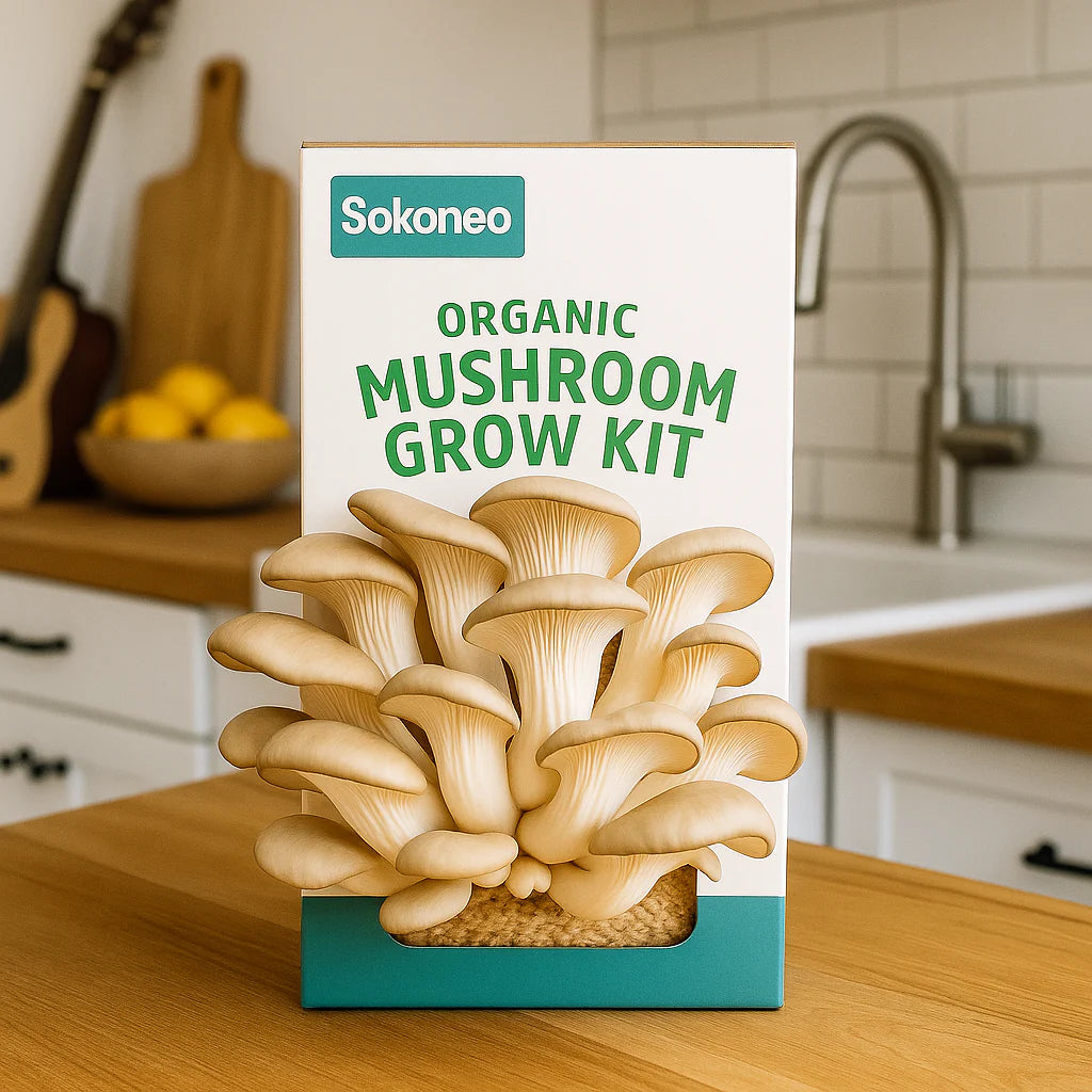 Graines de Champignons-BK