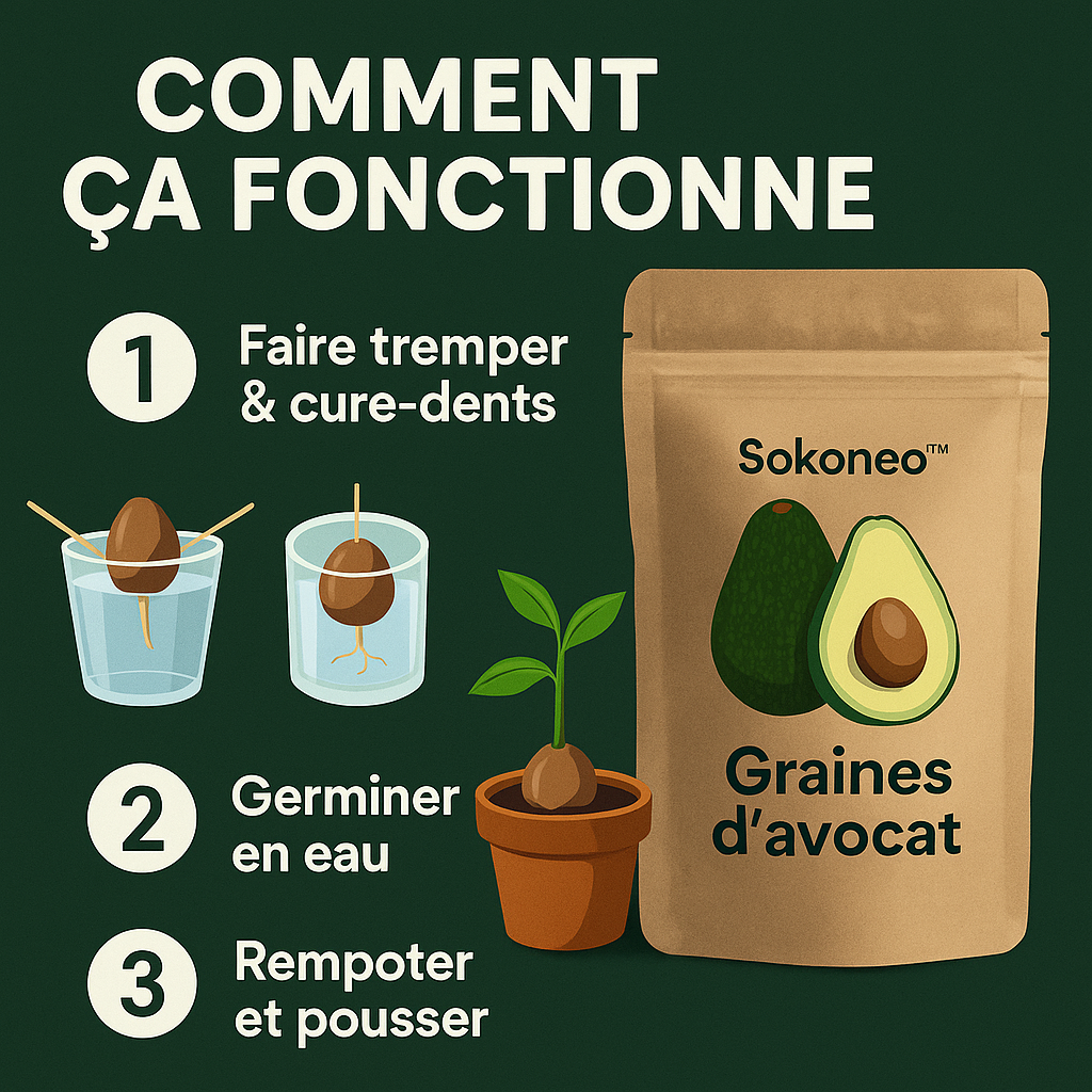 Graines d’Avocat