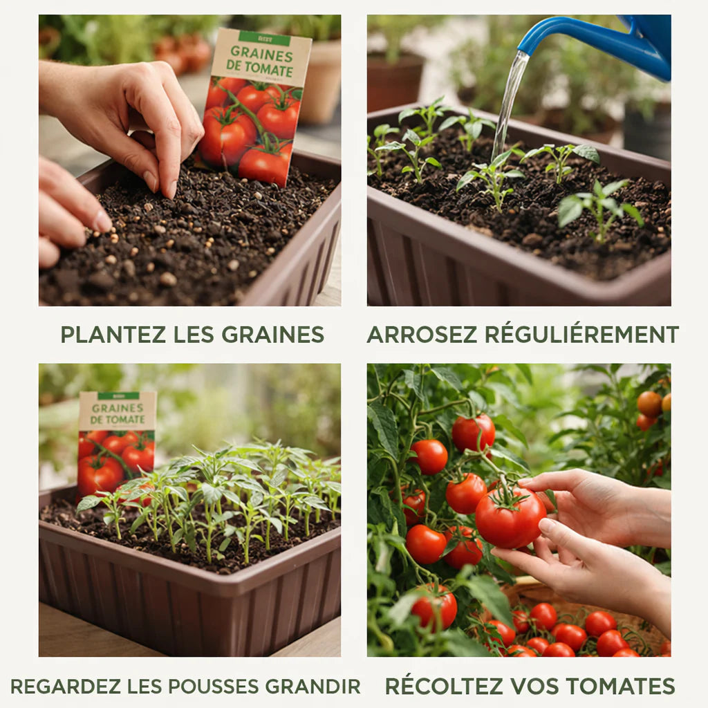 Graines de Tomate