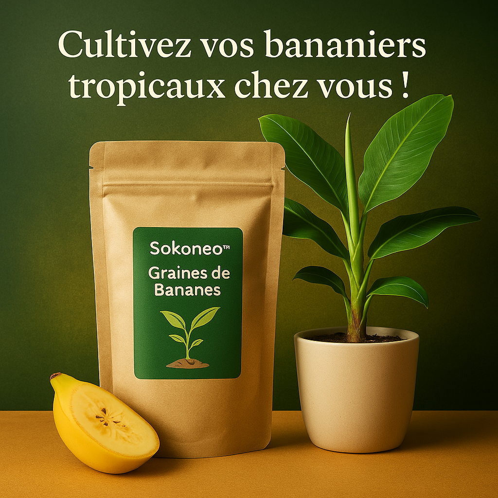 Graines de Bananes