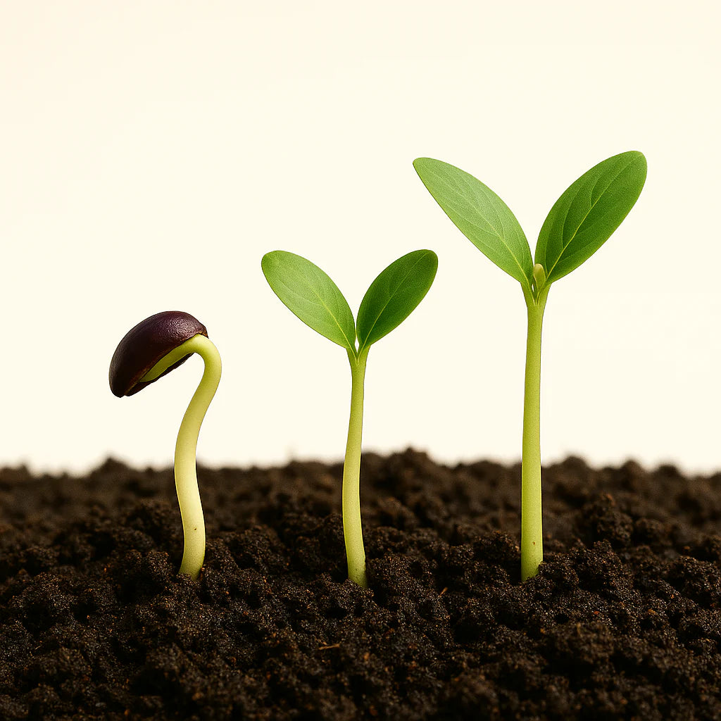 Graines d’Aubergine