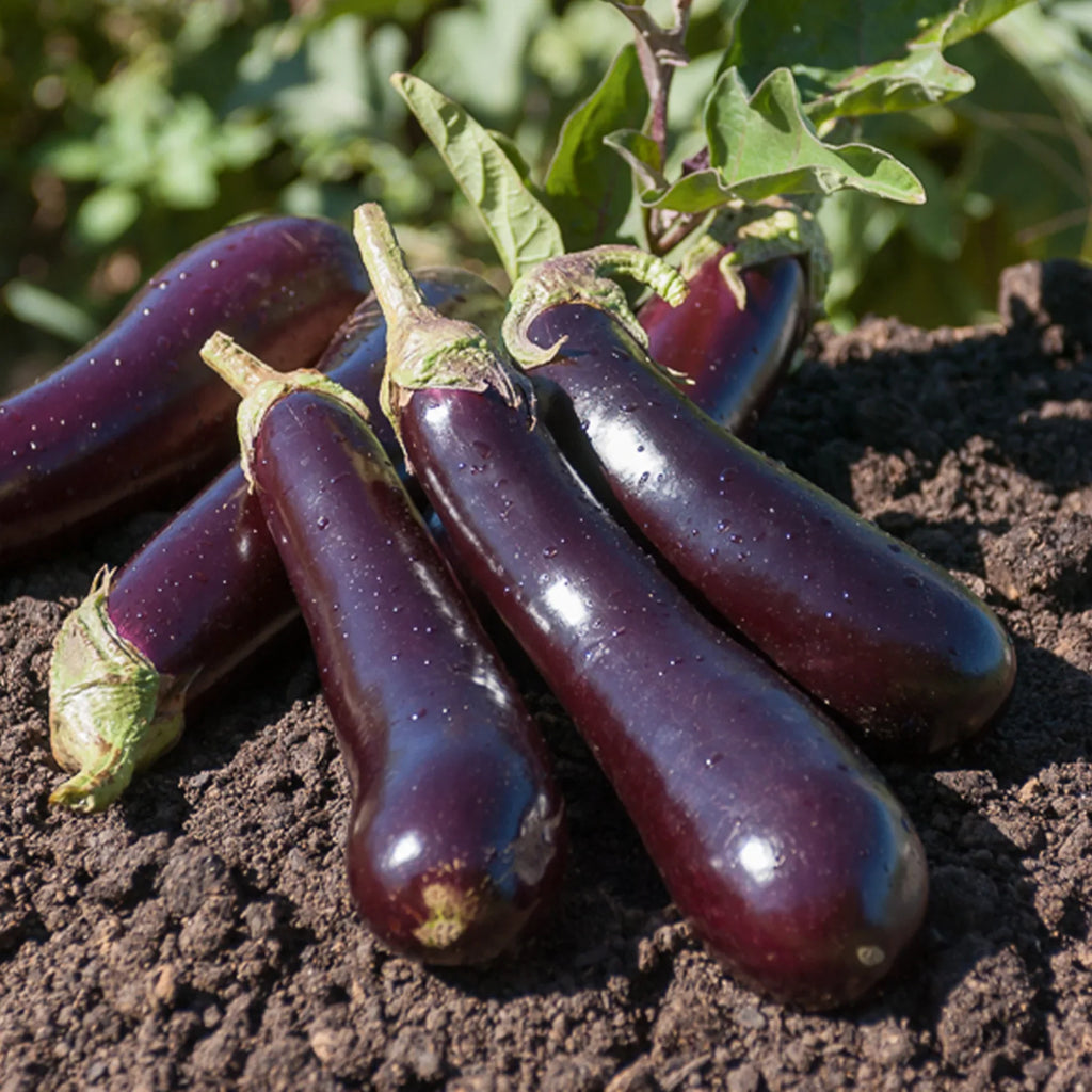 Graines d’Aubergine
