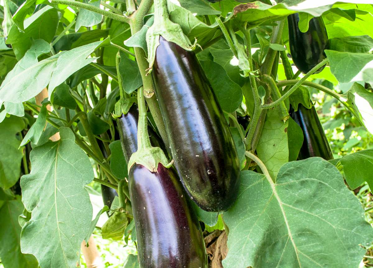 Graines d’Aubergine