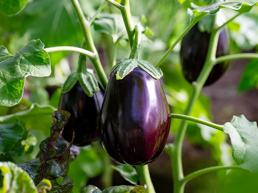 Graines d’Aubergine