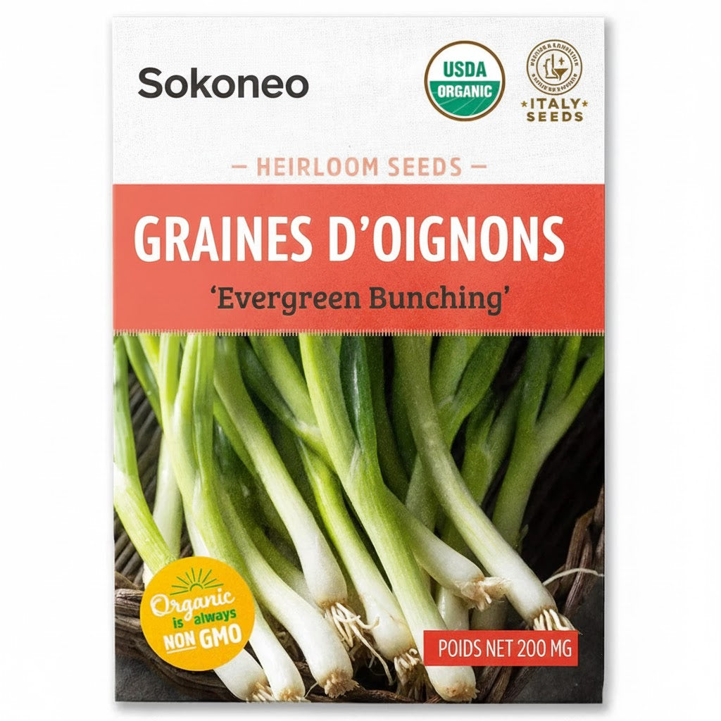 Graines d’Oignons