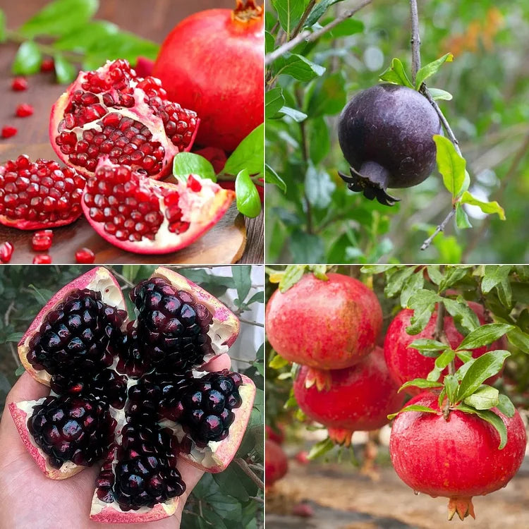 Graines de Grenade