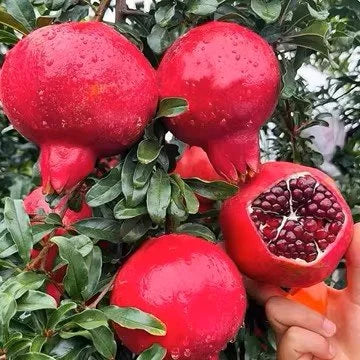 Graines de Grenade